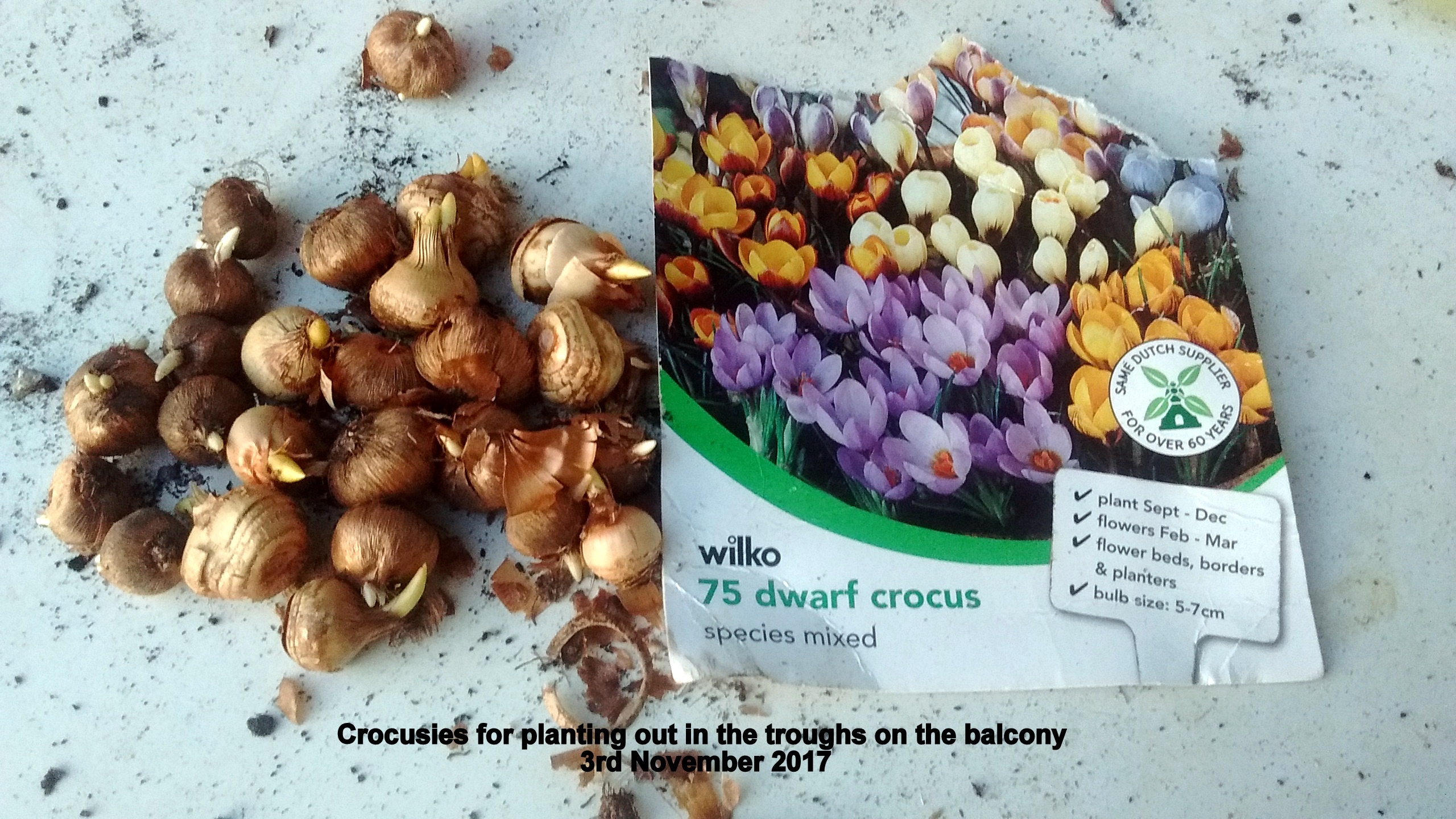 Crocuses for planting out in the troughs on the balcony 3rd November 2017