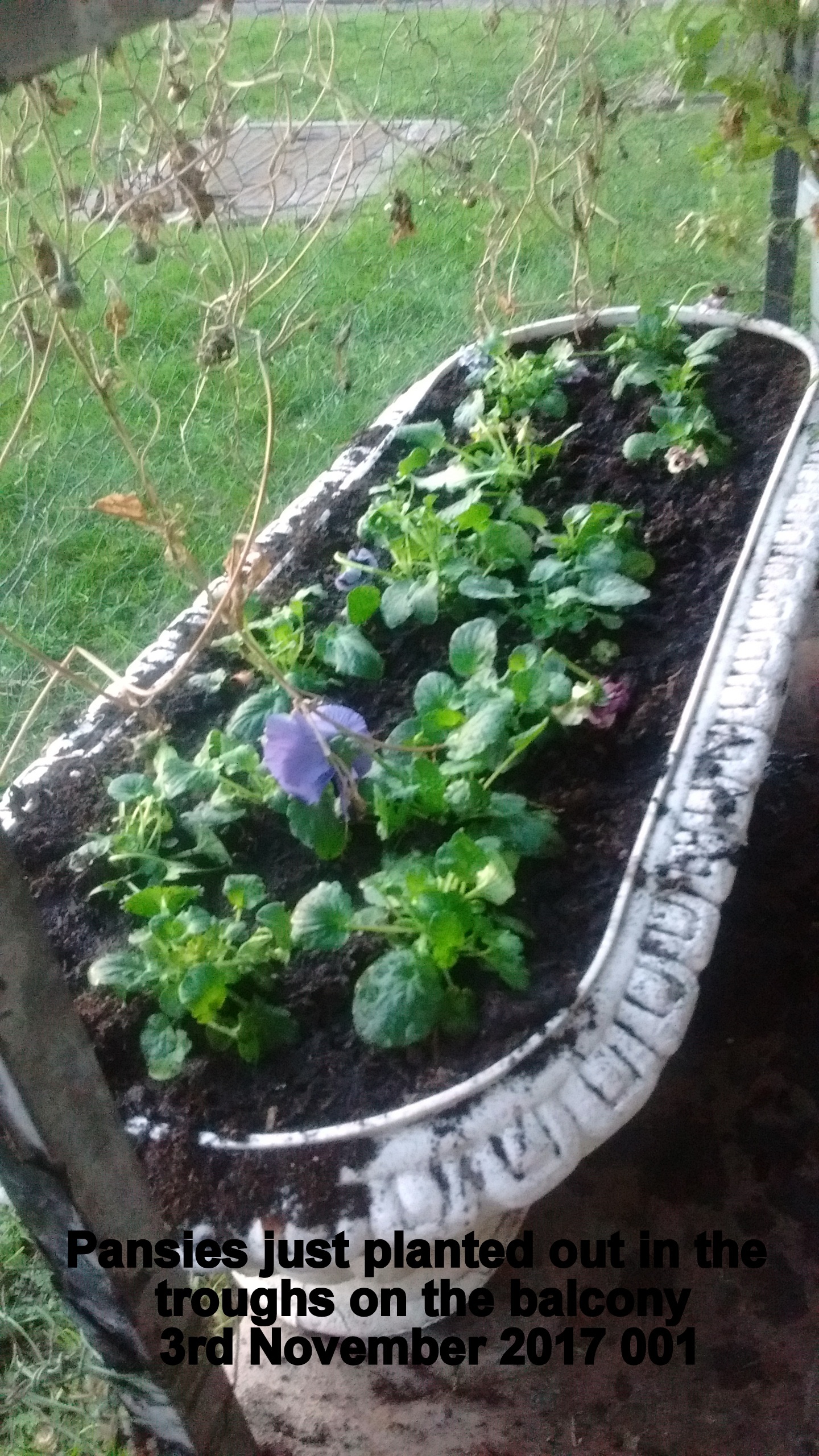 Pansies just planted out in the troughs on the balcony 3rd November 2017 001