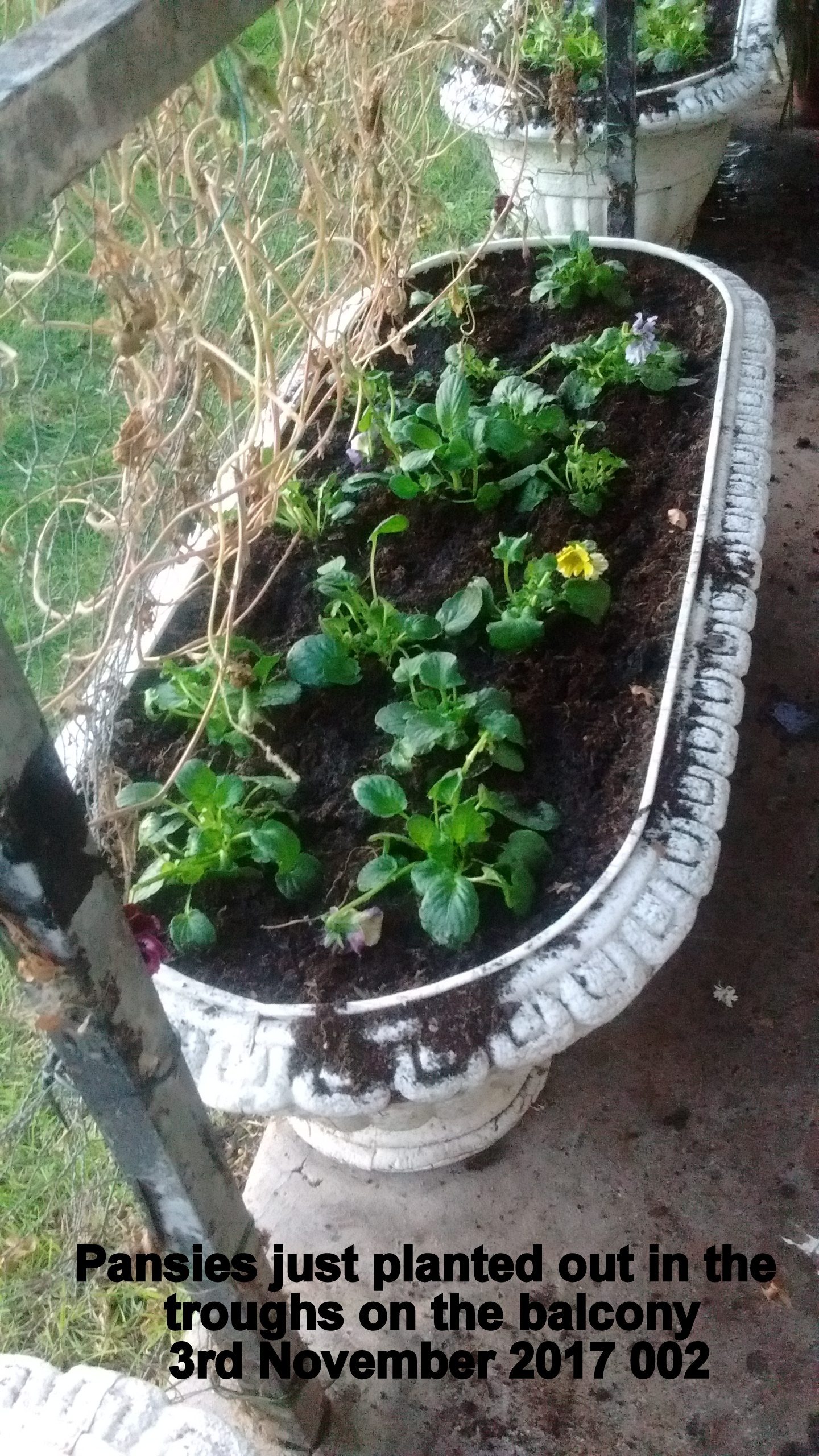 Pansies just planted out in the troughs on the balcony 3rd November 2017 002