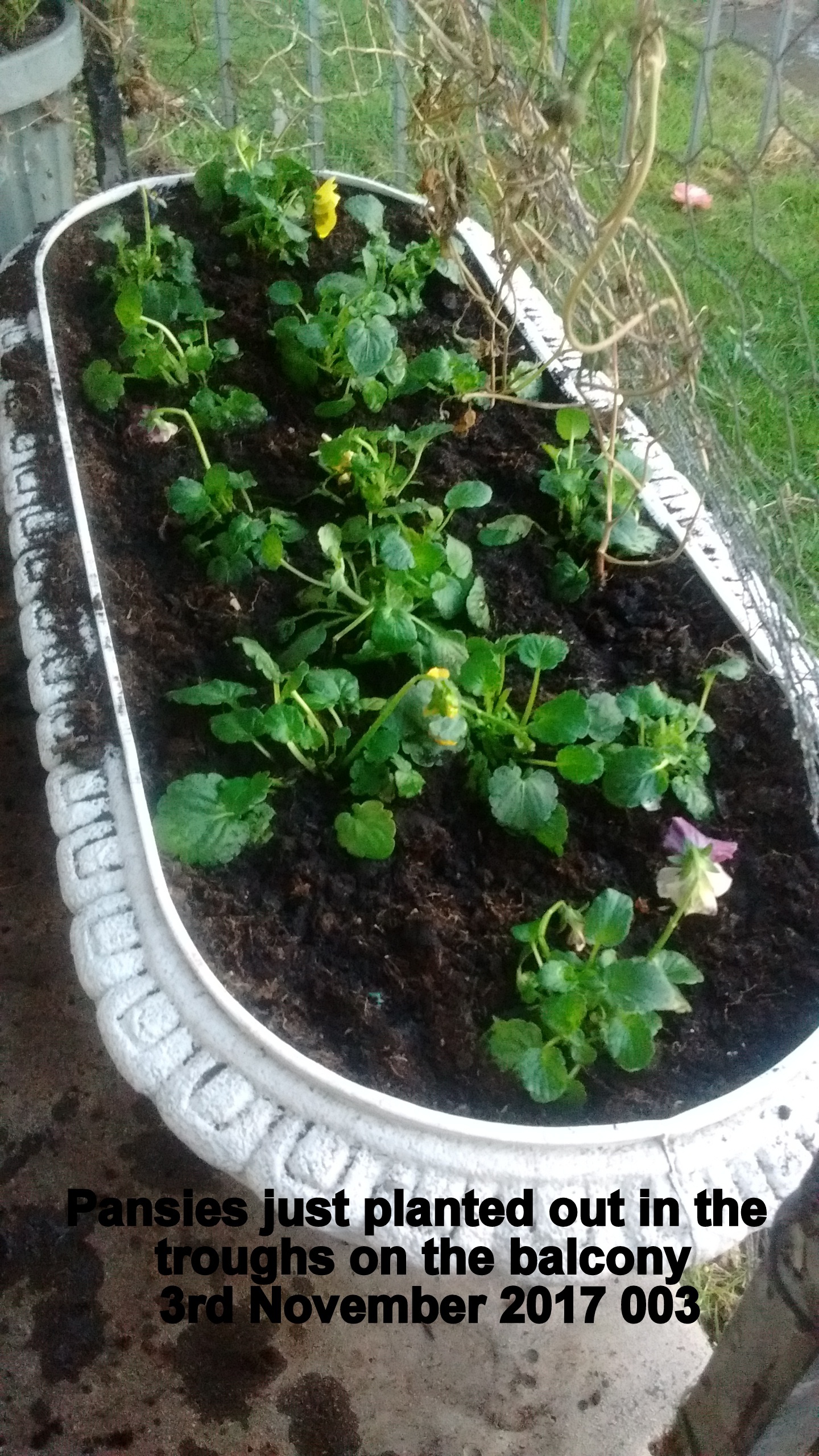 Pansies just planted out in the troughs on the balcony 3rd November 2017 003
